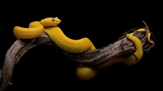 Змеи дагестана (28 фото)