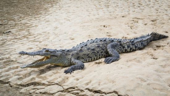 Серый крокодил (23 фото)