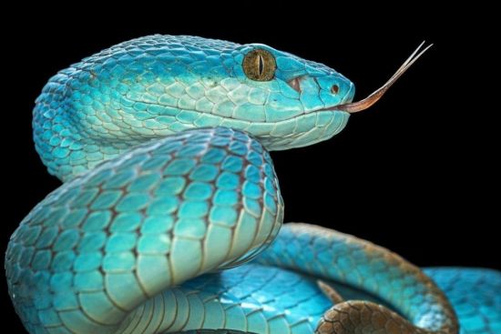 Плетевидная змея (33 фото)