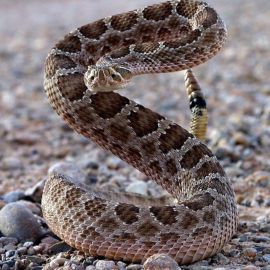 Гремучая змея (37 фото)