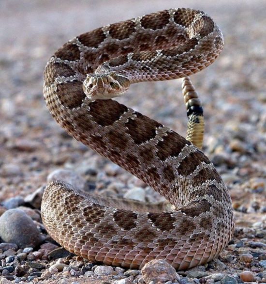 Гремучая змея (37 фото)