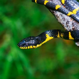 Мангровая змея (36 фото)