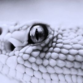 Черно белая змея (33 фото)