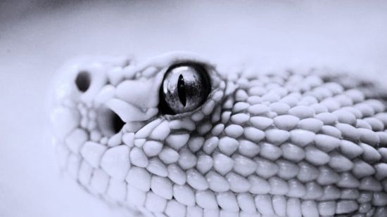 Черно белая змея (33 фото)