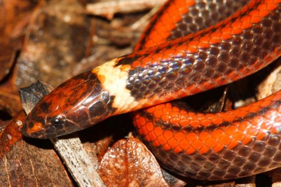 Оранжевая змея (23 фото)