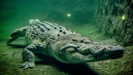 Болотный крокодил (26 фото)