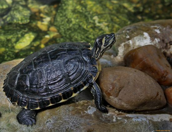 Желтоухая черепаха (35 фото)