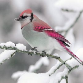 Зимующие птицы (25 фото)