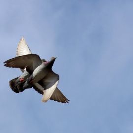 Мальтийский голубь (34 фото)