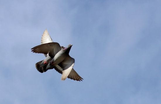 Мальтийский голубь (34 фото)