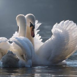 Синие лебеди (26 фото)