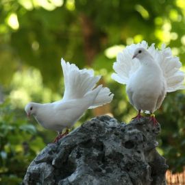 Белый голубь (37 фото)