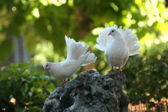 Белый голубь (37 фото)