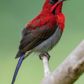Птица кардинал (26 фото)