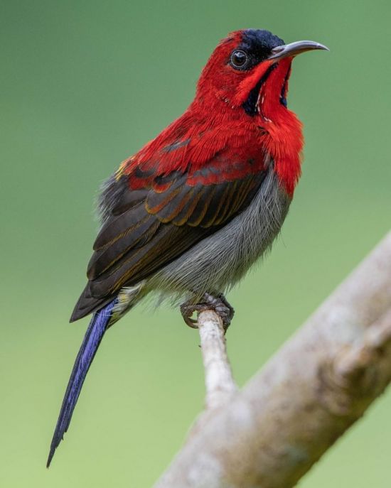 Птица кардинал (26 фото)