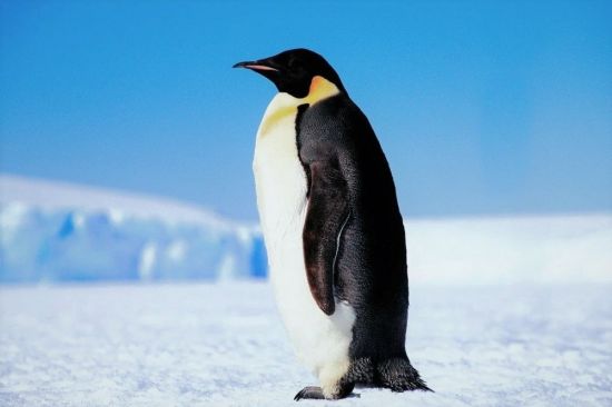 Пингвин птица (40 фото)