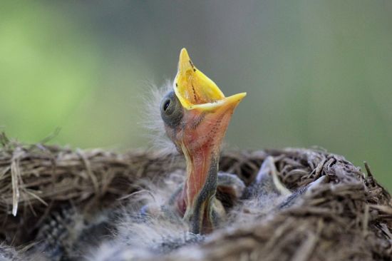 Птенцовые птицы (30 фото)