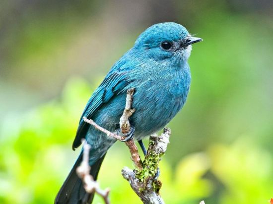 Голубая птица (38 фото)