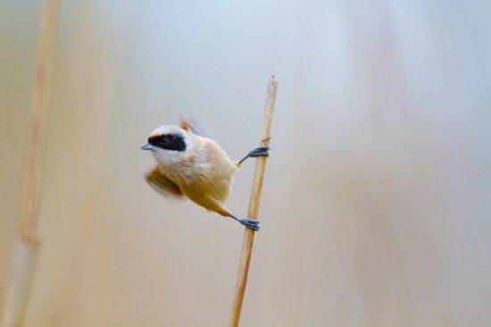 Трещетка птица (29 фото)