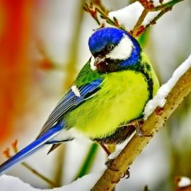 Синичка птица (27 фото)
