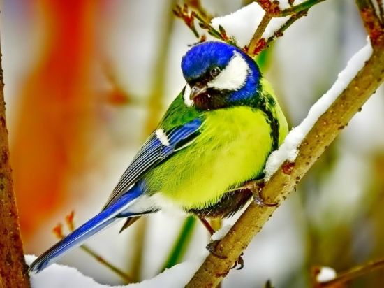 Синичка птица (27 фото)
