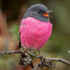 Розовая птица (21 фото)