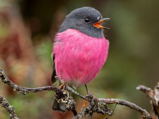 Розовая птица (21 фото)