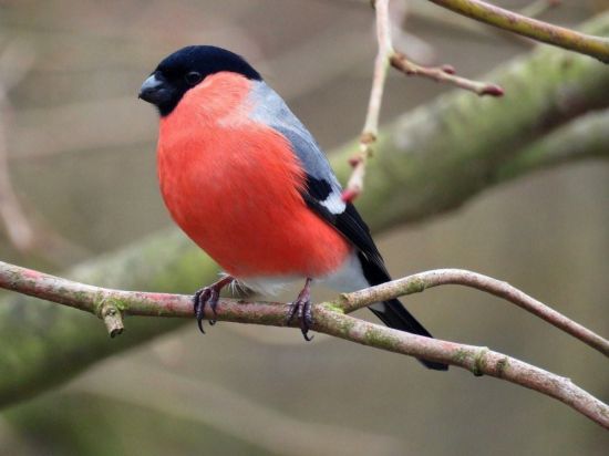 Птица с красным брюшком (29 фото)