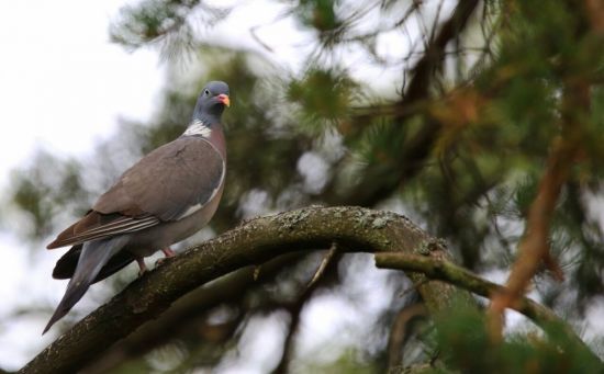 Лесной голубь вяхирь (27 фото)