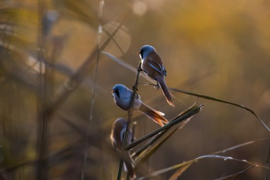Кочующие птицы (30 фото)