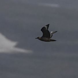 Поморник птица (37 фото)