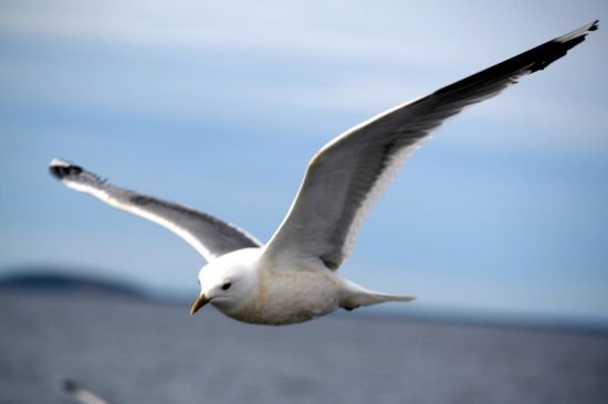 Птицы арктики (31 фото)
