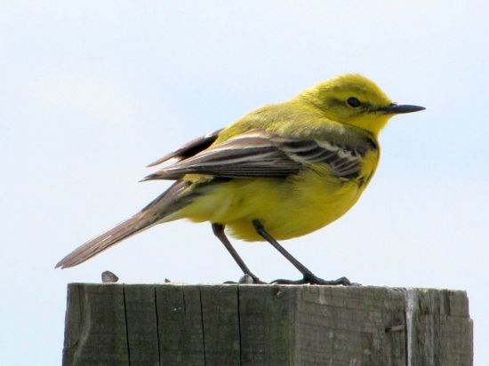 Птица с желтым брюхом (32 фото)