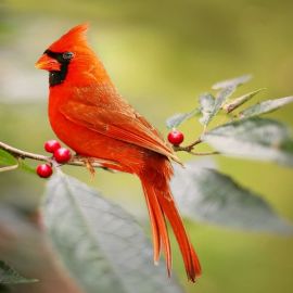 Красный кардинал птица (36 фото)
