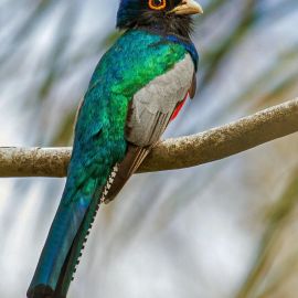 Тропические птицы (38 фото)
