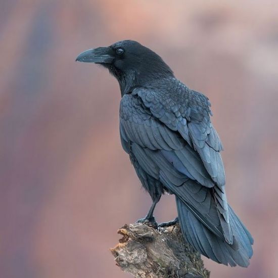 Черный ворон птица (39 фото)