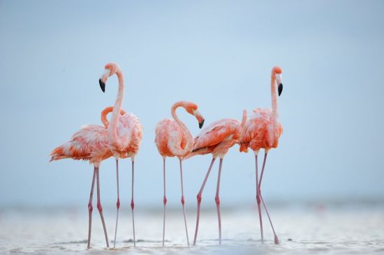 Фламинго птица (39 фото)