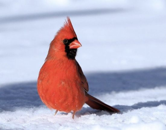 Птица с красным хохолком (30 фото)