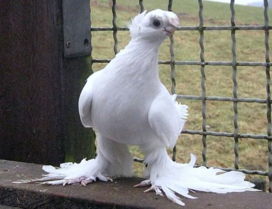 Турман голубь (35 фото)