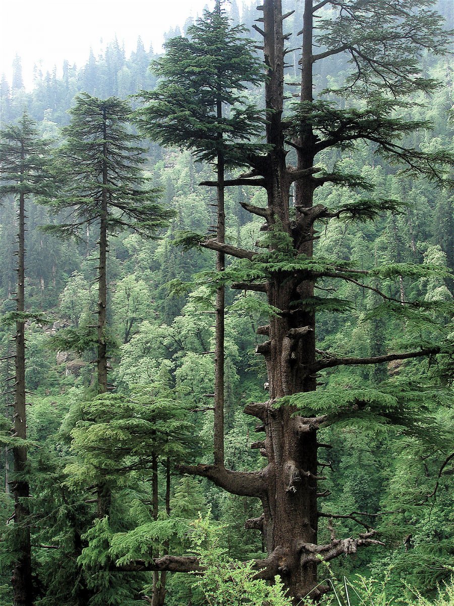 Кедр Гималайский дерево
