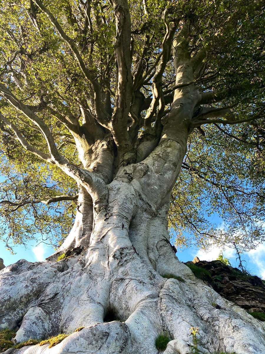 Тысячелетний дуб Испании