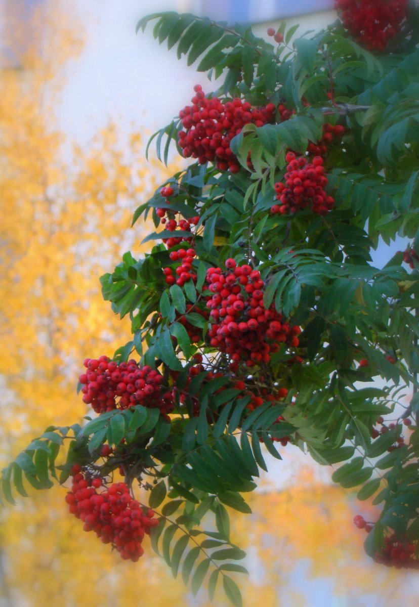 Осень Рябиновые гроздья