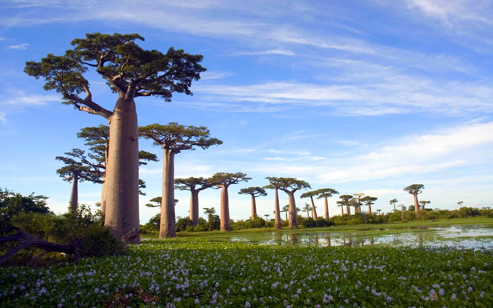 Ба баб. Мадагаскар дерево баобаб Мадагаскар. Баобаб Адансония Мадагаскарская. Долина баобабов Мадагаскар. Баобаб (Адансония пальчатая.
