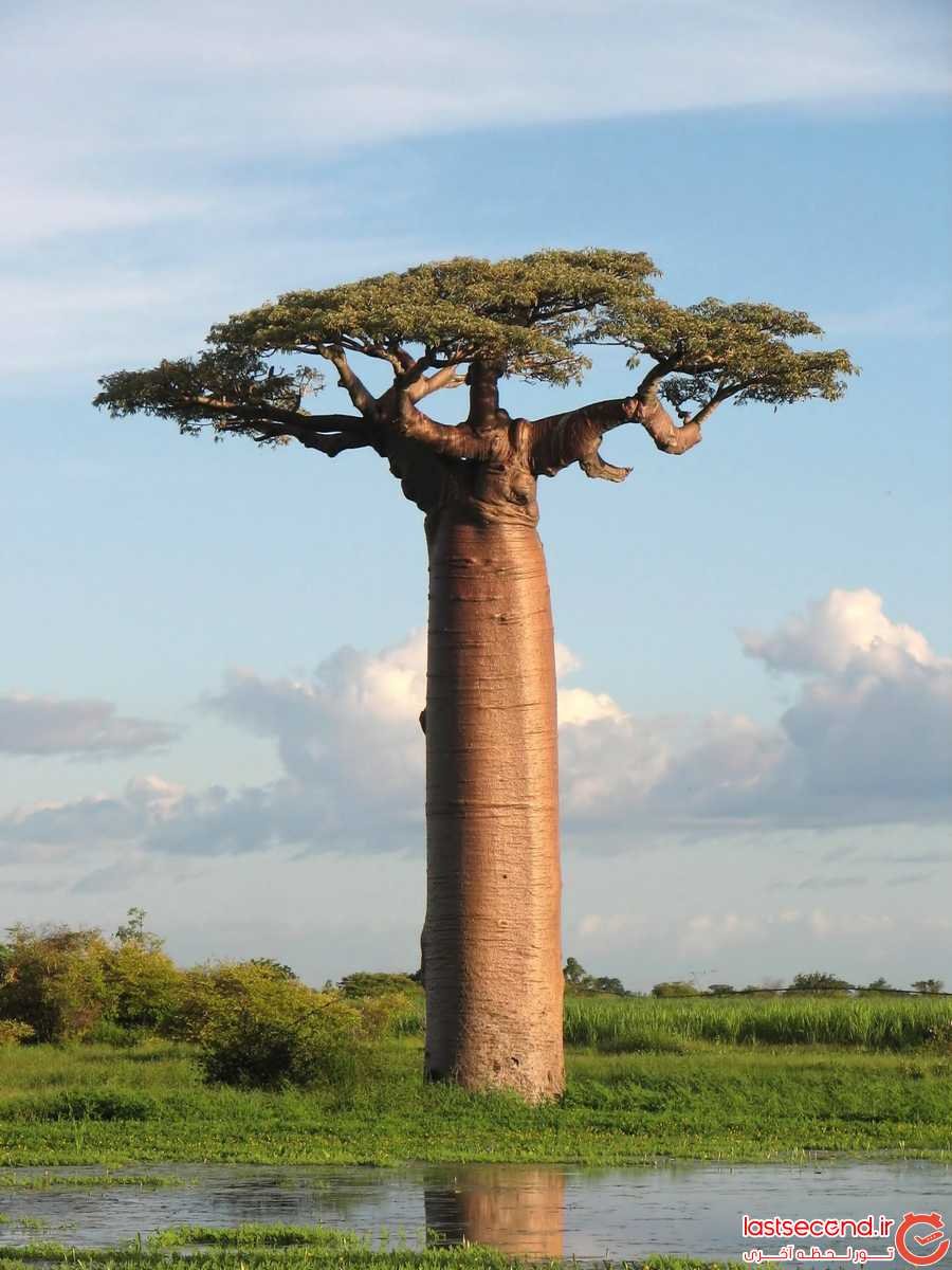 Баобаб или бутылочное дерево а Африке