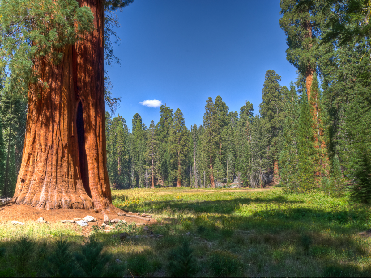 Секвойя дерево. Парк Секвойя Калифорния. Национальный парк Секвойя в Калифорнии. Парки Калифорния Секвойя. Самые крупные деревья в россии