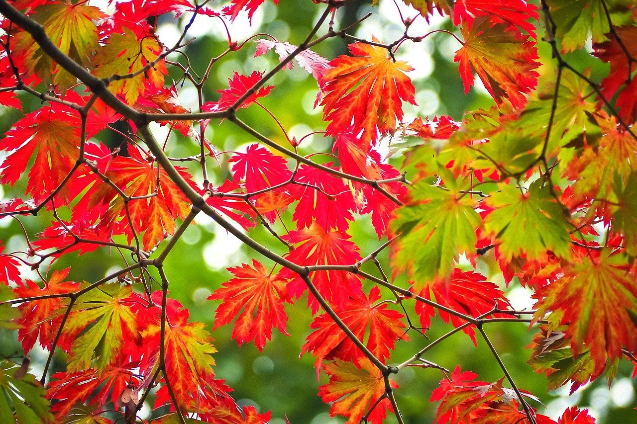 Цвет деревья осенью. Клен дерево. Клен с пестрыми листьями. Клен дерево листья. Клен красный японский остролистный.