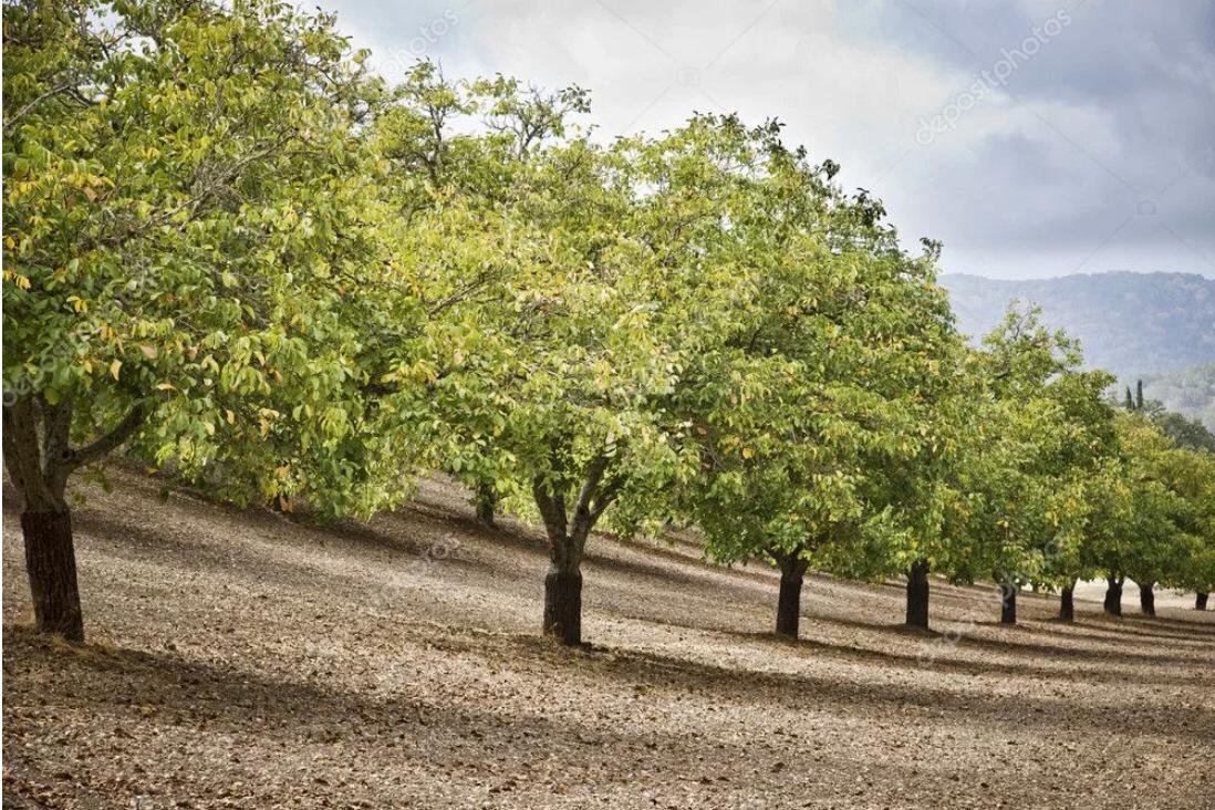 Грецкий орех плантации Калифорния