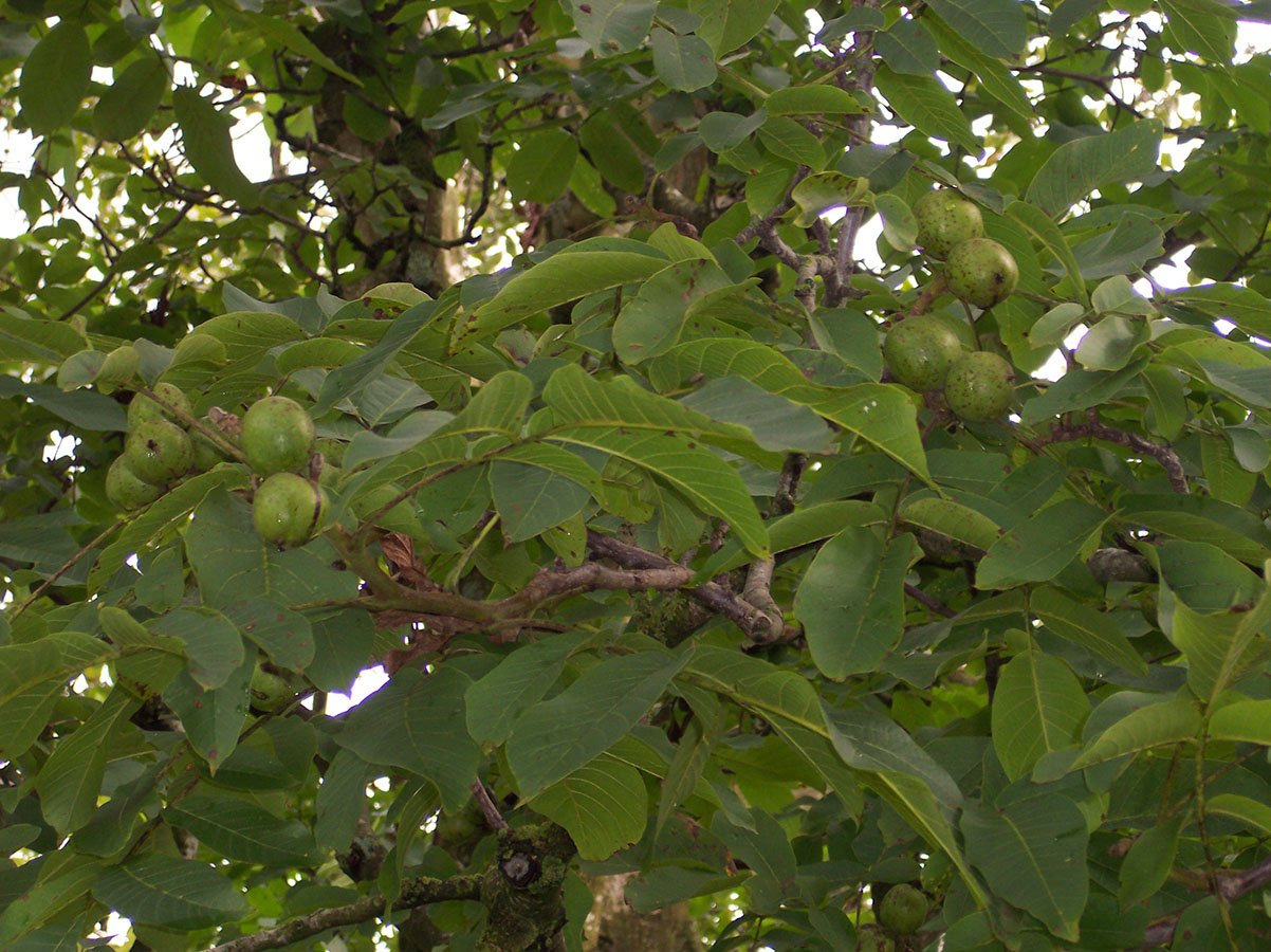 Орешник дерево грецкий орех
