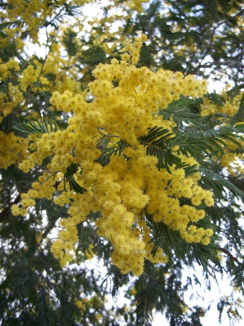 Дерево с желтыми цветами