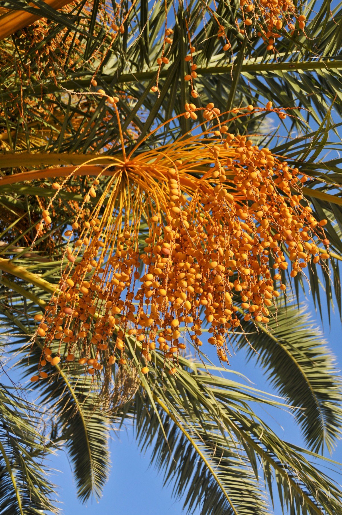 Финиковое дерево фото с плодами где растет